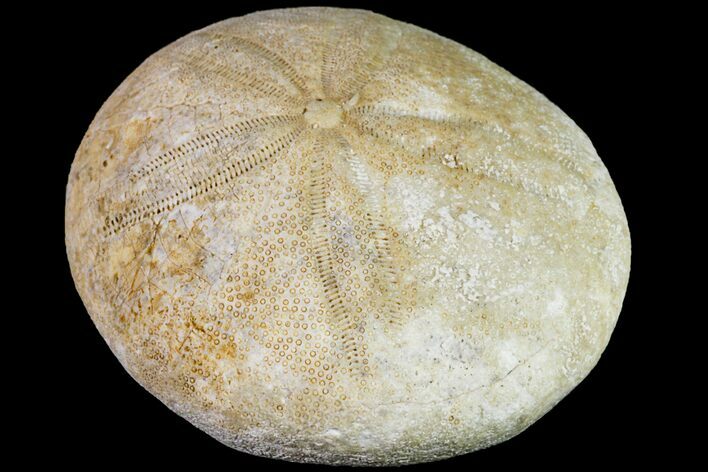 Eocene Sea Biscuit (Echinolampas) Fossil - France #156402